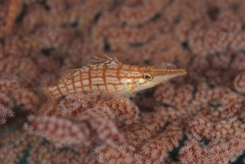 Underwater macro photograph of hawkfish Underwater macro photograph of hawkfish