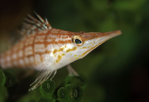 Underwater Bokeh Photograph Of Long Nose Hawkfish Underwater Bokeh Photograph Of Long Nose Hawkfish
