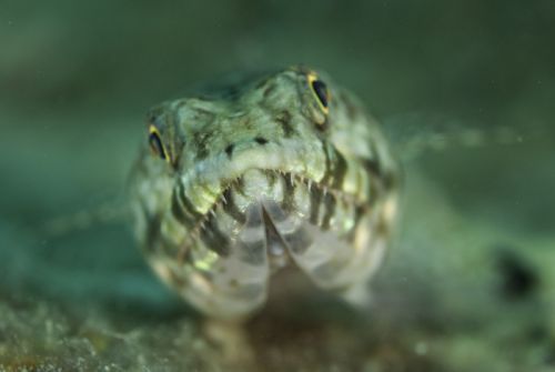 Macro underwater bokeh photograph of a lizardfish Macro underwater bokeh photograph of a lizardfish