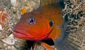 Courting Colors of the Hairy Blenny