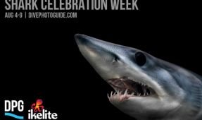 Shark Celebration Week 2013