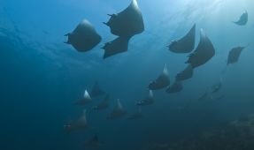Squadron of Devil Rays
