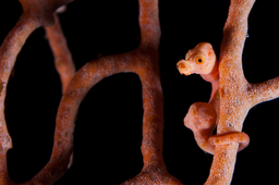 The Ultimate Guide to Photographing Pygmy Seahorses
