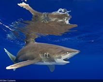 Photographer of the Week – Ellen Cuylaerts