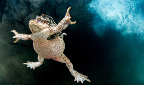 Underwater Competition Behind the Shot – Mating Toads