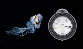 Macro Underwater Photography with the Inon Z-330 Strobe