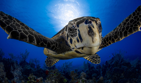 Photographer of the Week – Chase Darnell
