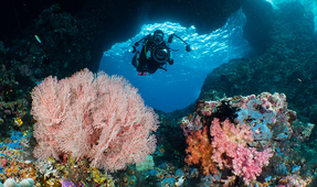 Sailing with Sirens: Underwater Photography in Raja Ampat