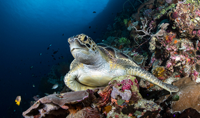 Wakatobi Workshop: Choosing the Ideal Destination for an Underwater Photo Trip