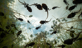 Making “Tadpoles: The Big Little Migration”: Interview with Maxwel Hohn