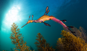 Entering the Dragon’s Den: The Weedy Seadragons of Flinders Pier