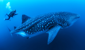 Understanding the Ecology and Life History of Whale Sharks