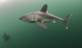 Photographing Porbeagle Sharks in France