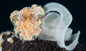 Thinking Small: Macro and Supermacro Spotting and Shooting