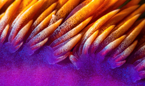 Shooting Abstracts: Underwater Photography for Hipsters