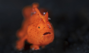 Photographing Lembeh’s Fascinating Frogfish