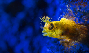 Review of the Olympus OM-D E-M10 Mark IV in Backscatter Octo Housing