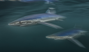 Motion Blur Blue Sharks in the UK