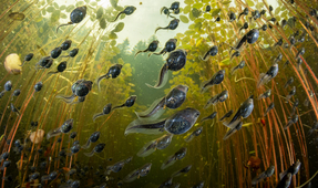 Behind the Shot: March of the Tadpoles