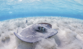 Freediving to Maximize Your Photography Opportunities