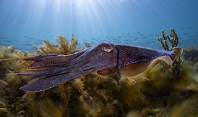 Capturing the Giant Cuttlefish Migration in Whyalla, South Australia