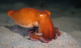 Australian Octopus Paradise: Victoria’s Mornington Peninsula