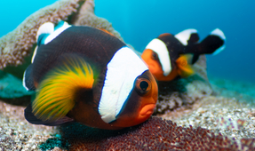 New Perspectives on Anilao with the Nauticam EMWL