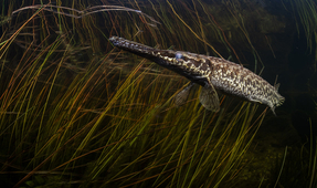 Photographing Gar