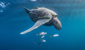 Photographing Indonesian Leatherbacks