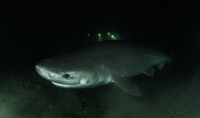 Photographing Puget Sound’s Prehistoric Sixgills