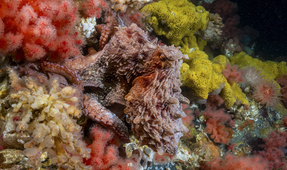 Underwater Photography with a Rebreather