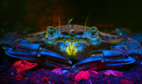 Photographer of the Week – James Lynott