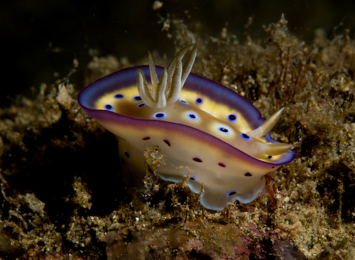 Nudibranch Anilao underwater photograph