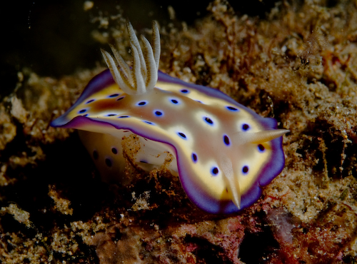 Nudibranch Anilao underwater photograph