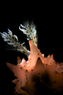 Nudi\'s 2012