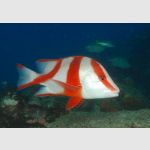 An Underwater Photographer's Guide To Lankayan An Underwater Photographer's Guide To Lankayan