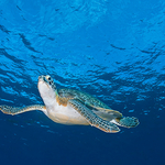 An Underwater Photographer’s Guide to Roatán An Underwater Photographer’s Guide to Roatán