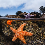 An Underwater Photographer’s Guide to California An Underwater Photographer’s Guide to California