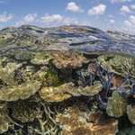 An Underwater Photographer’s Guide to the Great Barrier Reef